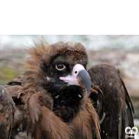 گونه کرکس سیاه Eurasian Black Vulture